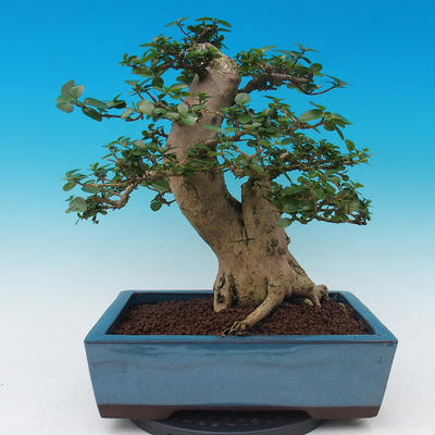 Izbová bonsai -PREMNA microphylla Kozlovoň malolistá - 3