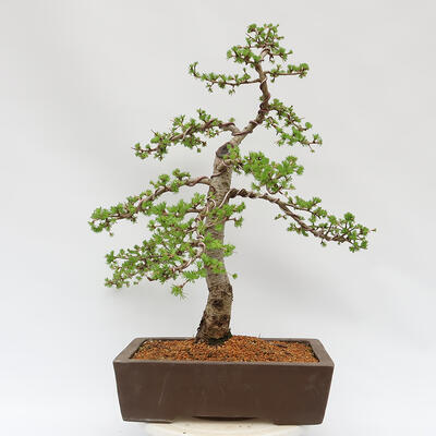 Vonkajší bonsai - Larix decidua - Smrekovec opadavý - 3