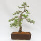 Vonkajší bonsai - Larix decidua - Smrekovec opadavý - 3/4