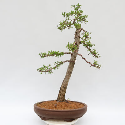 Vonkajší bonsai - Larix decidua - Smrekovec opadavý - LEN PALETOVÁ PREPRAVA - 3