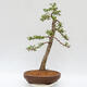 Vonkajší bonsai - Larix decidua - Smrekovec opadavý - LEN PALETOVÁ PREPRAVA - 3/5