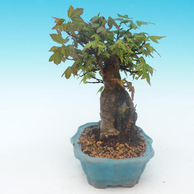 Shohin - Javor-Acer burgerianum na skale - 3