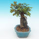 Shohin - Javor-Acer burgerianum na skale - 3/6