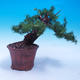 Vonkajší bonsai -Larix decidua - Smrekovec opadavý - 3/6
