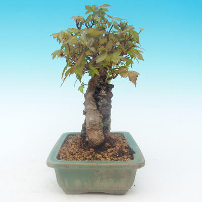 Shohin - Javor-Acer burgerianum na skale - 3