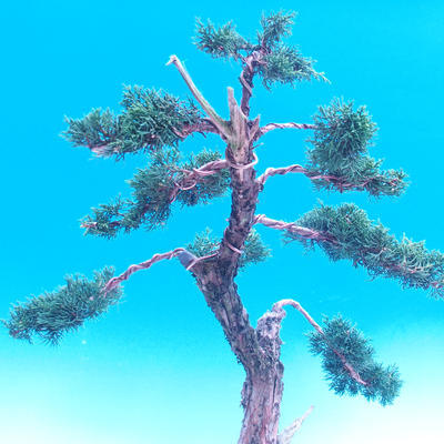 Vonkajšia bonsai-Juniperus chinenssis-Jalovec čínsky - 3