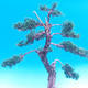 Vonkajšia bonsai-Juniperus chinenssis-Jalovec čínsky - 3/3