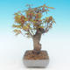 Shohin - Javor-Acer palmatum - 3/6