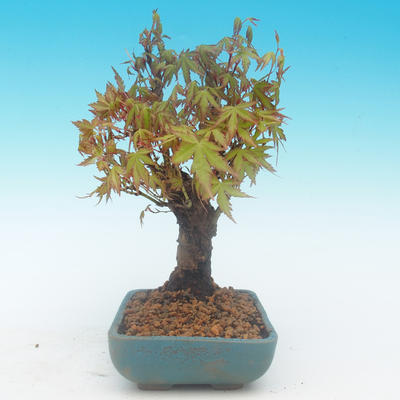 Shohin - Javor-Acer palmatum - 3