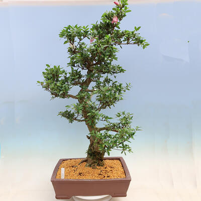 Vonkajší bonsai - Japonská azalka SATSUKI-Azalea BYAKUREN - 3