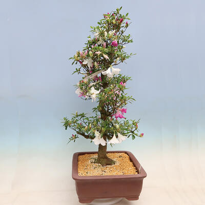 Vonkajší bonsai - Japonská azalka SATSUKI- Azalea KINSHO - 3