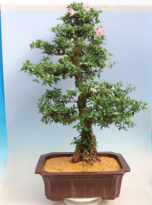 Vonkajší bonsai - Japonská azalka SATSUKI-Azalea BEYAKUREN - 3