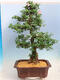 Vonkajší bonsai - Japonská azalka SATSUKI-Azalea BEYAKUREN - 3/6