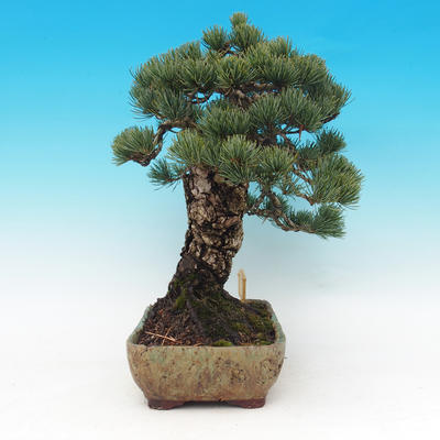 Vonkajšie bonsai - Borovica parviflora - Borovica drobnokvetá - 3