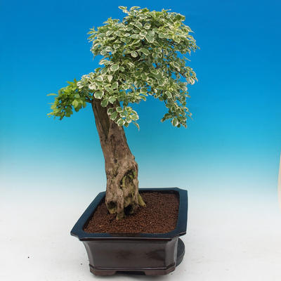 Izbová bonsai - Durant variegata - 3