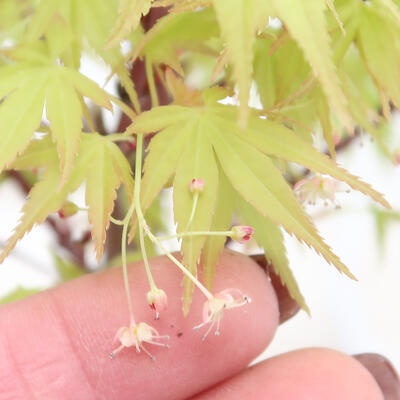 Vonkajší bonsai - Acer pal. Sango Kaku - Javor dlanitolistý - 3