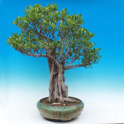 Izbová bonsai - Ficus kimmen - malolistá fikus - 3