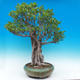 Izbová bonsai - Ficus kimmen - malolistá fikus - 3/5