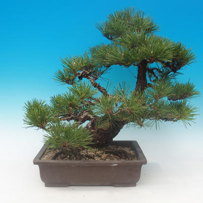Pinus thunbergii - borovica thunbergova - 3
