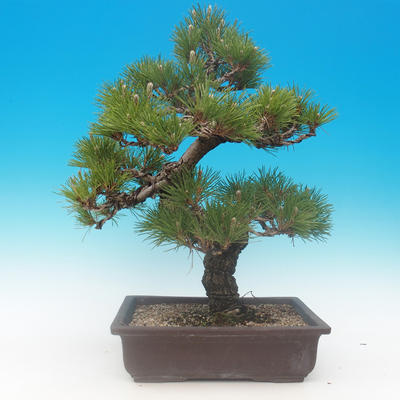 Pinus thunbergii - borovica thunbergova - 3