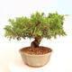 Vonkajší bonsai - Juniperus chinensis Itoigawa -Jalovec čínsky - 3/5
