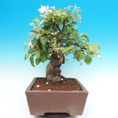 Vonkajší bonsai -Maloplodá jabloň - Malus halliana - 3