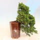 Vonkajší bonsai - Juniperus chinensis Itoigawa -Jalovec čínsky - 3/4