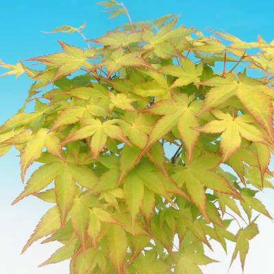 Acer palmatum aureum - Javor dlaňolistý zlatý - 3