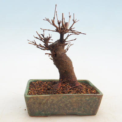 Vonkajšie bonsai - Javor Buergerianum - Javor Burgerův - 3