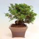 Vonkajší bonsai - Juniperus chinensis Itoigawa -Jalovec čínsky - 3/5