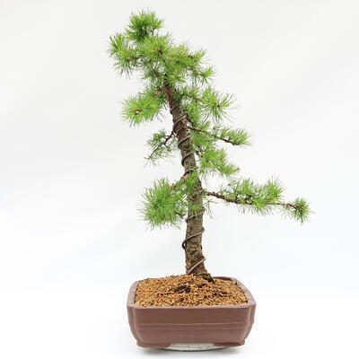 Vonkajší bonsai -Larix decidua - Smrekovec opadavý - Len paletová preprava - 3