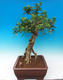 Izbová bonsai- Muraya paniculata - 3/6