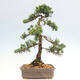 Vonkajšie bonsai - Juniperus chinensis Kishu -Jalovec čínsky - 3/4