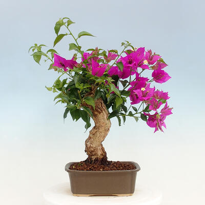 Izbová bonsai - Bouganwilea - 3