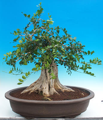 Izbová bonsai- Muraya paniculata - 3