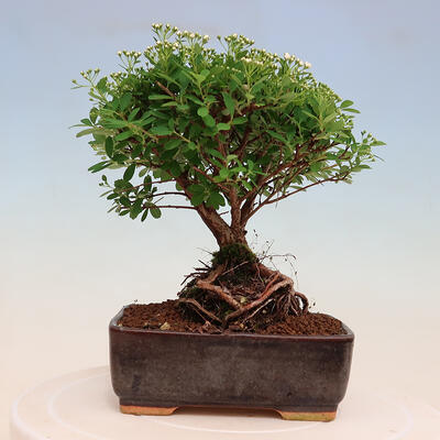 Vonkajší bonsai -malolistý tavoľník - Spiraea japonica MAXIM - 3