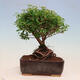 Vonkajší bonsai -malolistý tavoľník - Spiraea japonica MAXIM - 3/4