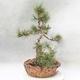 Vonkajšie bonsai - Pinus mugo - Borovica Marhuľa - 3/4
