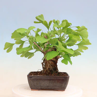 Vonkajší bonsai - Jinan dvojlaločný - Ginkgo biloba - 3
