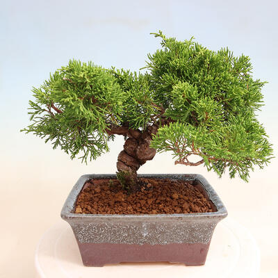 Vonkajší bonsai - Juniperus chinensis Itoigawa -Jalovec čínsky - 3