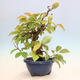 Vonkajšie bonsai - Pseudocydonia sinensis - Kdoloň čínska - 3/6