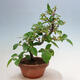 Vonkajšie bonsai - Pseudocydonia sinensis - Duloň čínska - 3/4