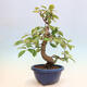 Vonkajšie bonsai - Pseudocydonia sinensis - Kdoloň čínska - 3/6