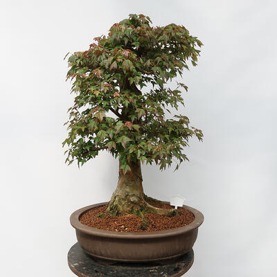 Vonkajší bonsai - Javor Burgerov - Acer Burgerianum - LEN PALETOVÁ PREPRAVA - 3