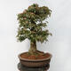 Vonkajší bonsai - Javor Burgerov - Acer Burgerianum - LEN PALETOVÁ PREPRAVA - 3/5