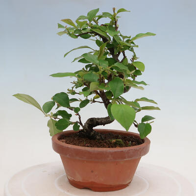 Vonkajšie bonsai - Pseudocydonia sinensis - Duloň čínska - 3