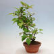 Vonkajšie bonsai - Pseudocydonia sinensis - Duloň čínska - 3/5