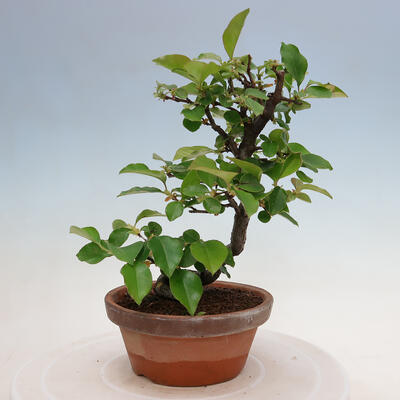 Vonkajšie bonsai - Pseudocydonia sinensis - Duloň čínska - 3