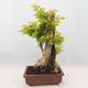 Izbová bonsai - Durant erecta aurea - 3/6