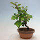 Vonkajšie bonsai - Pseudocydonia sinensis - Duloň čínska - 3/4